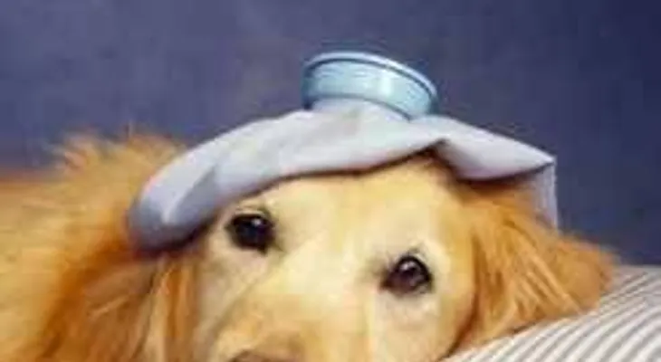 Conocer estos síntomas podría salvar la vida de tu perro