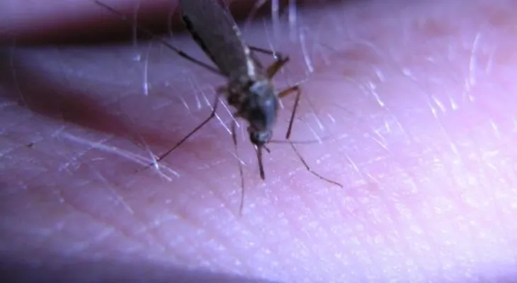 Descubren anticuerpo capaz neutralizar virus del dengue 
