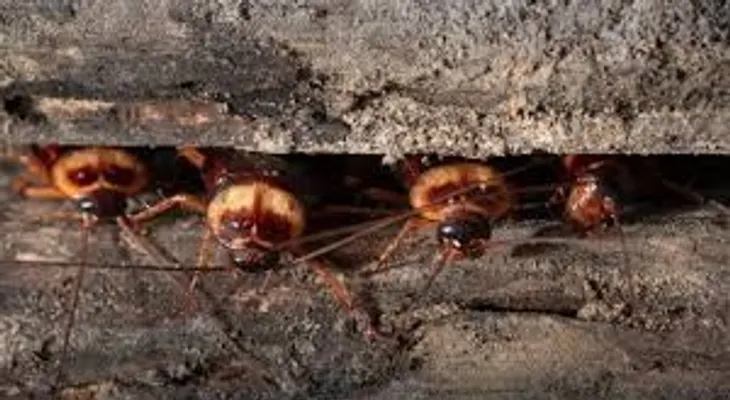 En 2 horas no habrá ni una mosca, cucaracha, ni mosquitos. Porque no me lo dijeron antes