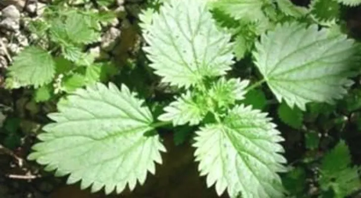 Propiedades de la Ortiga Verde