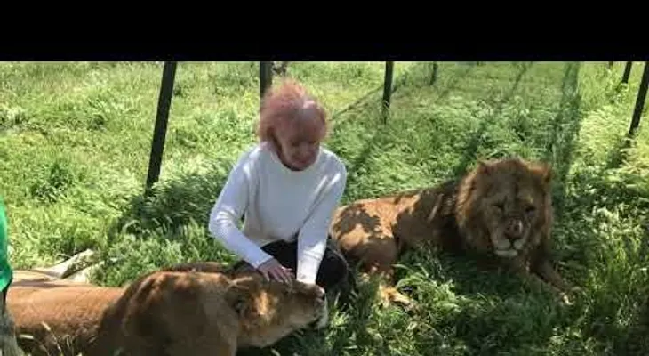 Dos leones se dejan acariciar por una turista como si fueran gatitos
