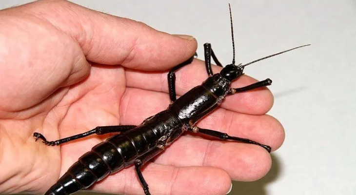  El insecto palo de Howe sobrevivió a la extinción, según estudio 