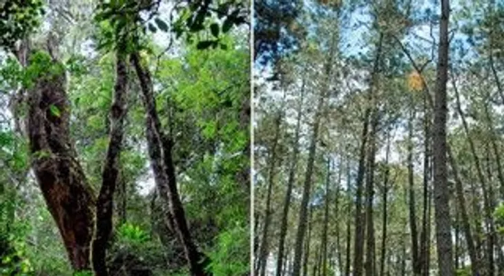 "Sin bosques, no hay presa que valga", afirma Arias Canela   