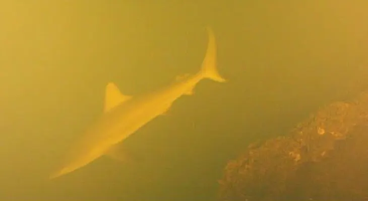 Descubren tiburones vivos en el cráter de un volcán activo (Video)