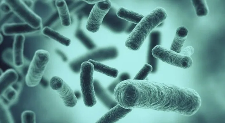 Algunas bacterias se vuelven inactivas para esquivar a los antibióticos