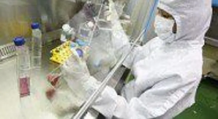 Fabrican estructuras renales embrionarias a partir de células madre humanas