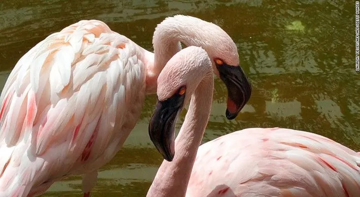 Niños matan a pedradas a un flamenco en un zoológico checo