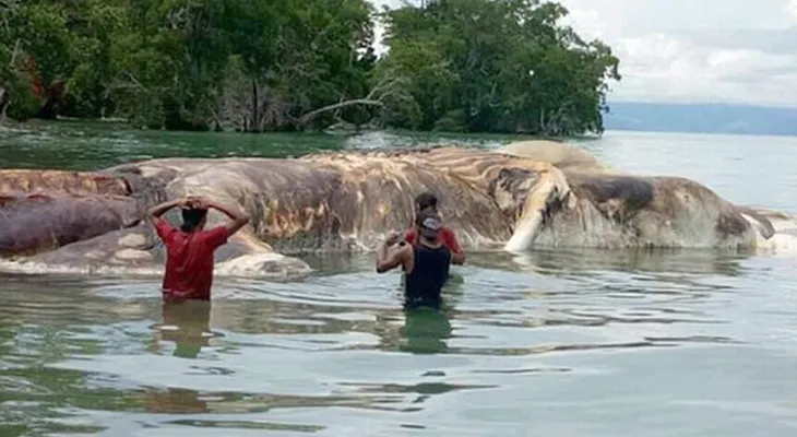 Identificaron gigantesca criatura marina de Indonesia y no era lo que parecía