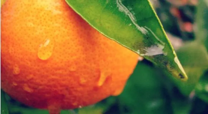 Consume estos alimentos que curan