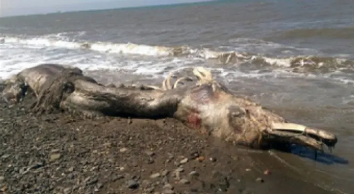 Una criatura peluda y gigante crea pánico en Rusia