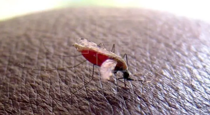 Puerto Rico pide prevención para quienes viajen a RD por malaria