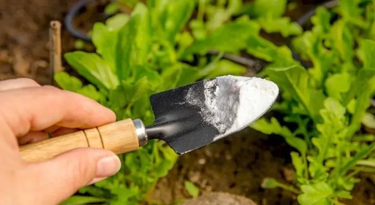 Descubre las maravillas del bicarbonato de sodio en el Jardín: 10 usos Ingeniosos que debes conocer