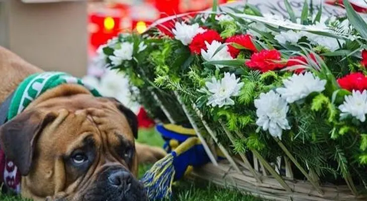 La imagen de un perro conmueve al mundo del fútbol