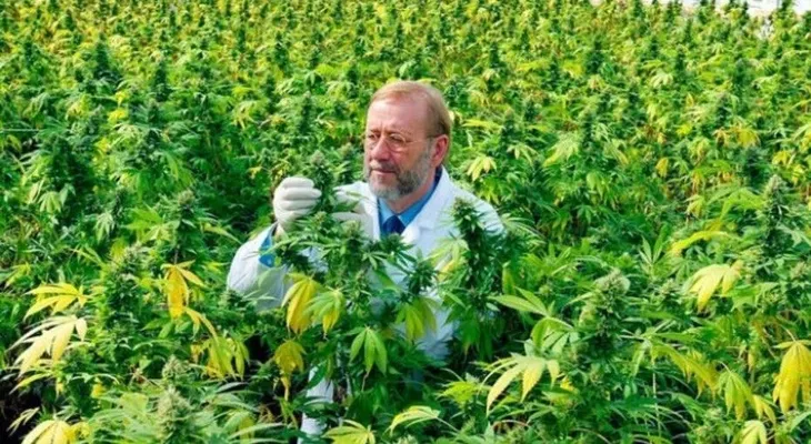 Una universidad de Estados Unidos otorgará la licenciatura en marihuana