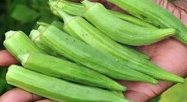 Conocido como dedos de señoritas: Lo mejor para asma, la diabetes, los riñones y el colesterol