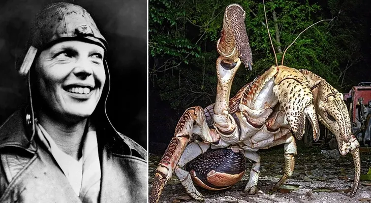 Cangrejos voraces del tamaño de un perro: la tenebrosa teoría de lo que ocurrió con Amelia Earhart