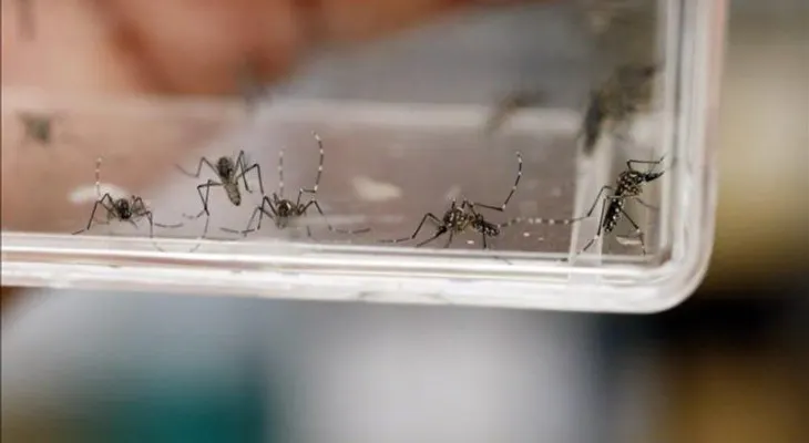 Crecen un 6,68 por ciento los casos de microcefalia en Brasil en una semana