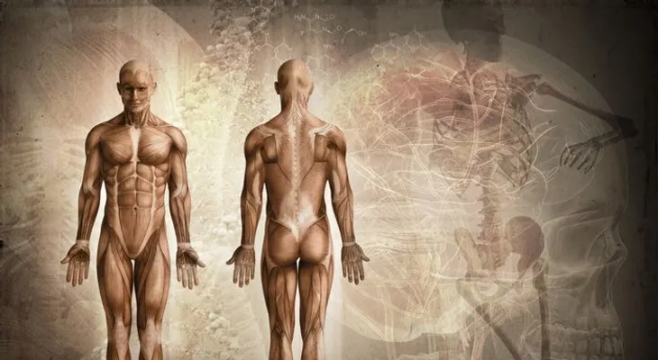 La ciencia explica 6 increíbles funciones del cuerpo humano