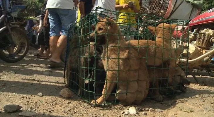 Taiwán prohíbe el consumo de carne de perro y gato