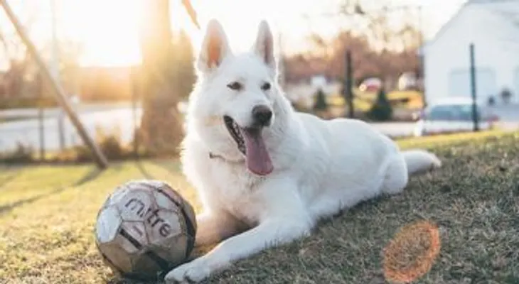 Perros pueden tener un  nuevo virus potencialmente mortal para los humanos