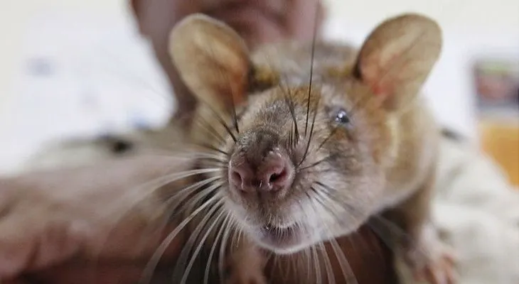 Una insólita especie de rata con hocico 'de cerdo' asoma la nariz en Indonesia