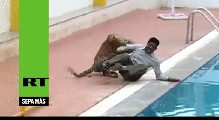Un leopardo asalta una escuela en la India