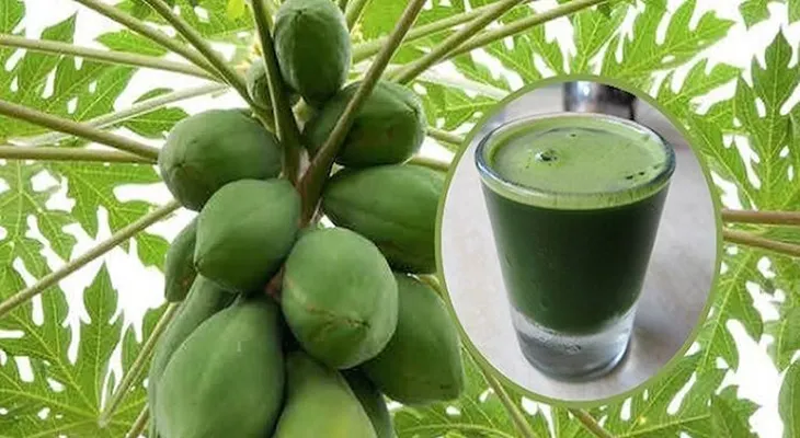 Jugo de hojas de papaya para desintoxicar y revertir el hígado graso. Así debes beberlo