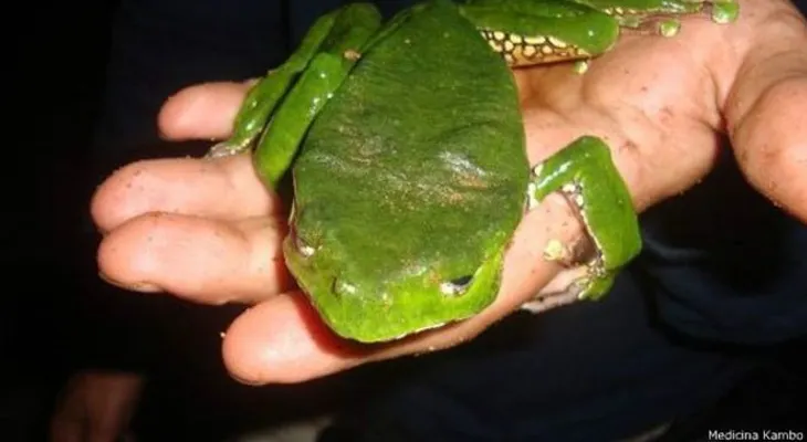 Un polémico veneno de rana que lo cura todo (VIDEO)