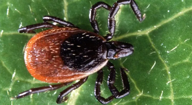 Garrapatas llevan la enfermedad de Lyme a más de la mitad de los condados de EE.UU.
