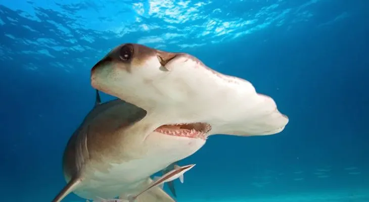 Descubren por 1ra vez sitio de crianza de tiburones martillo en Galápagos