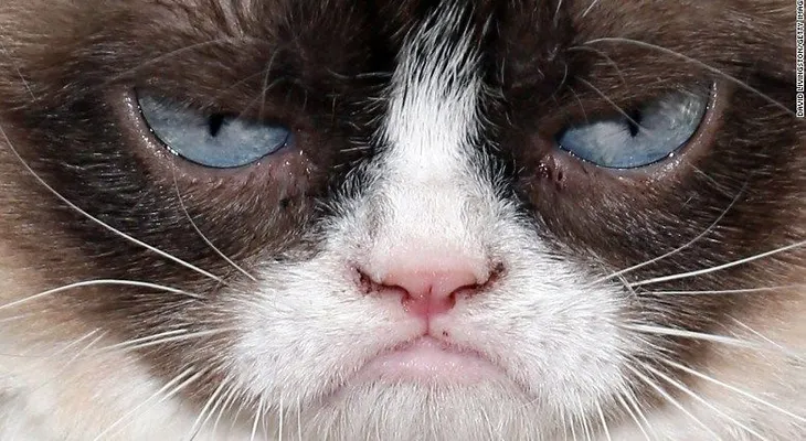 5 maneras de celebrar el 'Día Nacional del Gato'