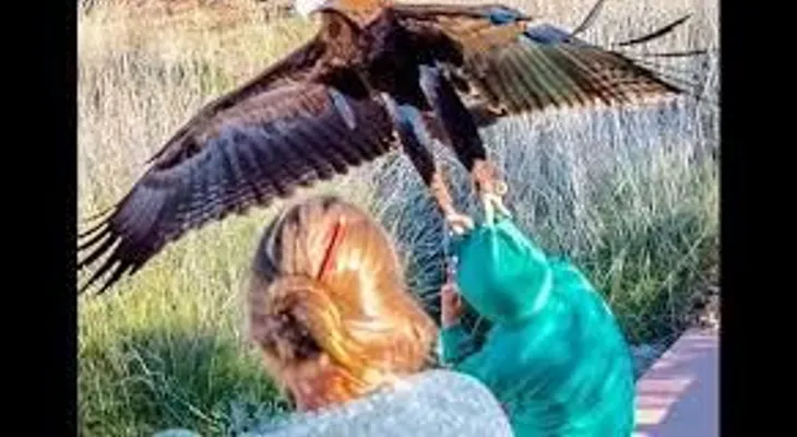 Terrorífica foto: Un águila trata de llevarse a un niño en un parque de Australia