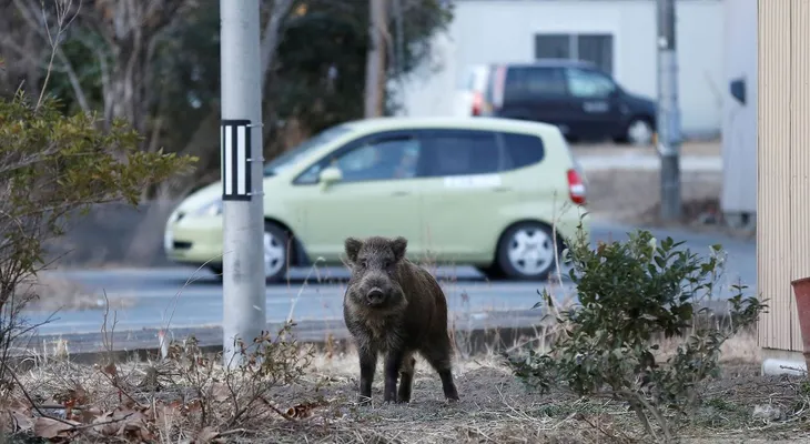 Cómo son los jabalíes radiactivos de Fukushima, el nuevo drama que acosa a la ciudad