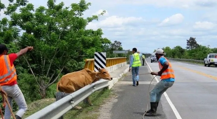 Llaman a dueños de fincas evitar animales deambulen en carreteras del Nordeste