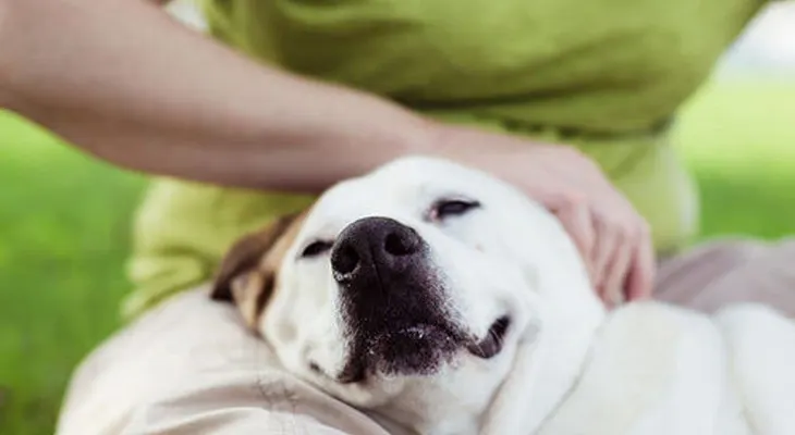 Perros y gatos; acariciarlo reduce el estrés y mejoran ánimo estudiantes, demostrado por científicos