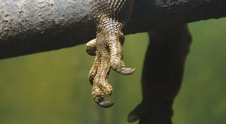 ¿Es un chupacabras?: En Rusia hallan el cuerpo de un animal desconocido