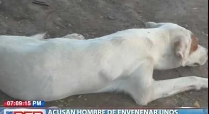 15 perros envenenados en Azua