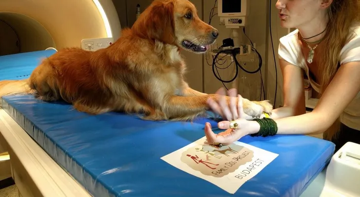 Tu perro sabe lo que dices y la ciencia muestra cómo sucede