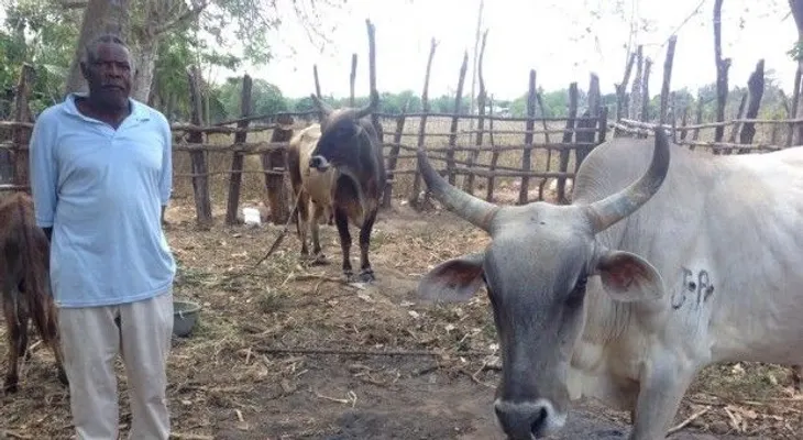 Autoridades consulares entregan animales robados que fueron recuperados en Haití 