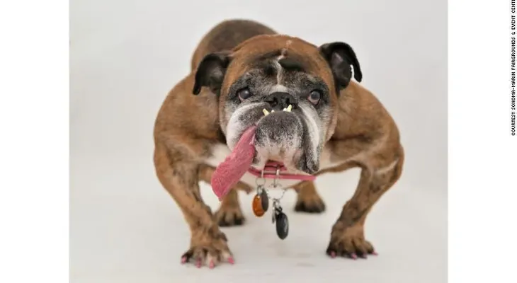 Muere Zsa Zsa pocas semanas después de recibir el título del "perro más feo del mundo"