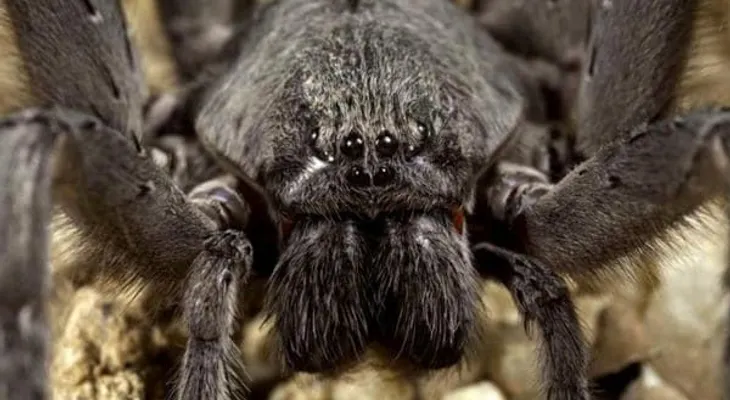 De espanto y brinco: descubren en México una nueva especie de araña gigante