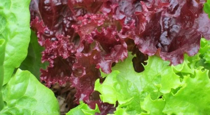 ¡Lechuga!, ¿Comida del tercer planeta?