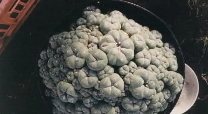 El peyote: Planta mágica y esotérica