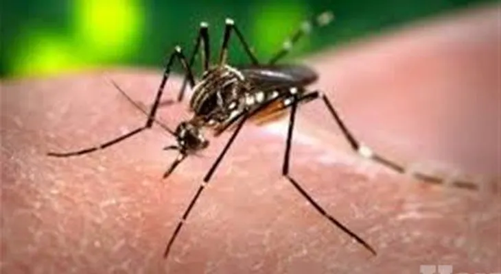 Se multiplican casos de dengue en el país; van 47 muertos este año