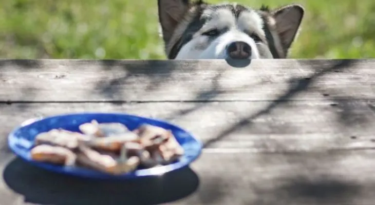 Alimentos que no debes darle a tu perro, ¡aunque le gusten!