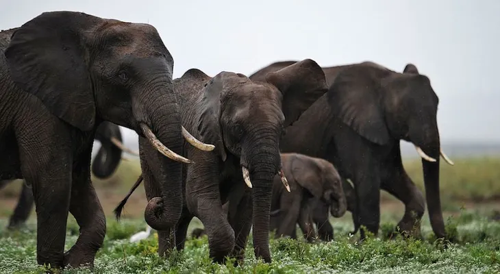 Indignación en Zimbabwe: cazadores furtivos envenenan con cianuro a decenas de elefantes