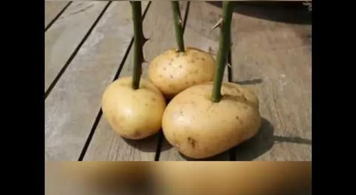 Esta mujer colocó el tallo de una rosa en una patata, lo que pasó luego se hizo viral