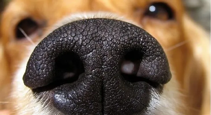 Los perros podrían detectar el cáncer con 'narices electrónicas'