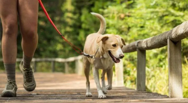 Tips para enseñar hábitos de higiene a tu perro