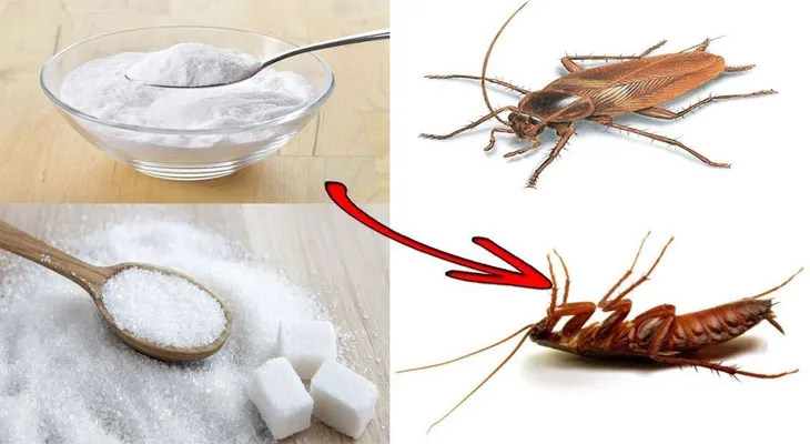La combinación perfecta para eliminar las cucarachas; azúcar y bicarbonato